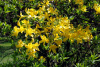Рододендрон жёлтый (лат. Rhododendron luteum), семена 0,05 грамм