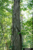 Кария бахромчатая, или Большой косматый гикори (лат. Carya laciniosa), семена