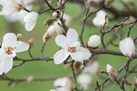 Мирт обыкновенный Белоплодный (Myrtus communis var. leucocarpa), сеянец, 1 шт