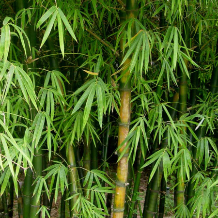 Бамбук прямой (лат. Dendrocalamus strictus), семена