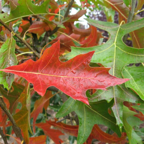 Дуб болотный (лат. Quercus palustris), семена 