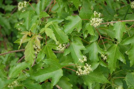 Клен гиннала (лат. Acer ginnala), семена