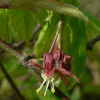 Клен завитой (лат. Acer circinatum), семена