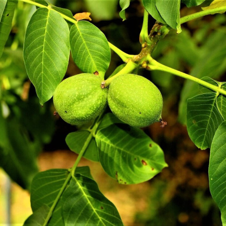 Грецкий орех (лат. Juglans regia) 10 шт, семена