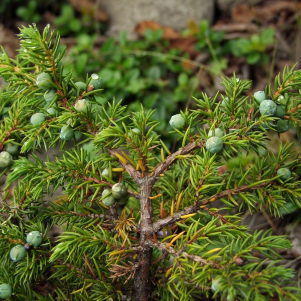 Можжевельник сибирский (лат. Juniperus sibirica), семена