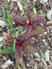 Амарант красный (лат. Amaranthus cruentus), 700 шт