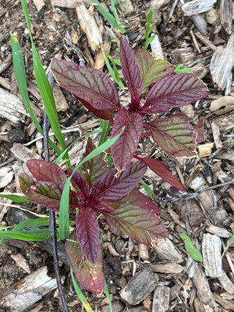 Амарант красный (лат. Amaranthus cruentus), 700 шт