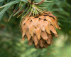 Кунингамия ланцетовидная (лат. Cunninghamia lanceolata), семена