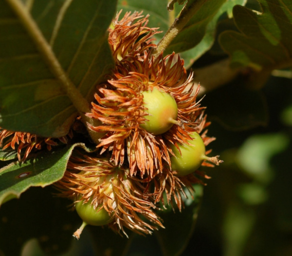 Дуб зубчатый (лат. Quercus dentata) 10 шт, семена
