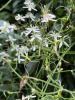 Клематис трехцветковый (лат. Clematis terniflora), семена 
