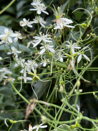 Клематис трехцветковый (лат. Clematis terniflora), семена 