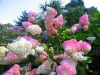 Гортензия метельчатая Ванилла Фрайз (лат. Hydrangea paniculata 'Vanille Fraise') С3, саженец