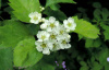 Боярышник кроваво-красный (лат. Crataegus sanguinea), семена