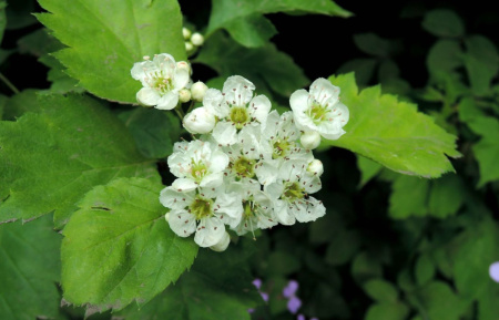 Боярышник кроваво-красный (лат. Crataegus sanguinea), семена