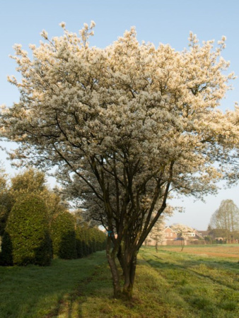 Ирга канадская (лат. Amelanchier canadensis), семена