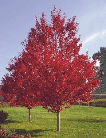 Дуб красный (лат. Quercus rubra), сеянец, 3 шт 