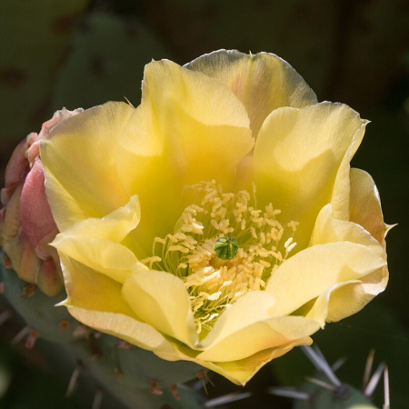 Кактус Опунция Энгельмана (лат. Opuntia engelmannii), семена 0,2 грамма