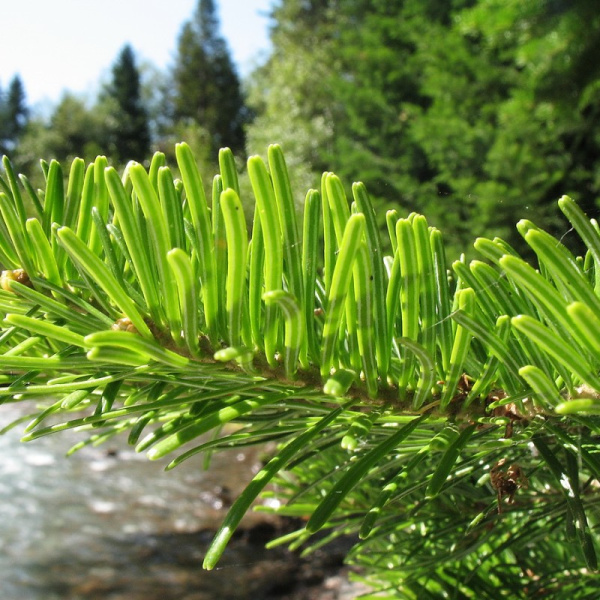 Пихта Семенова (лат. Abies semenovii), семена 