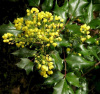 Магония падуболистная (лат. Mahonia aquifolium), семена
