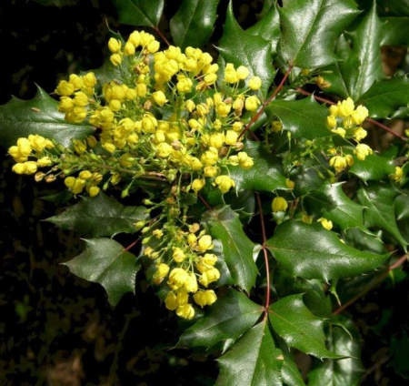 Магония падуболистная (лат. Mahonia aquifolium), семена