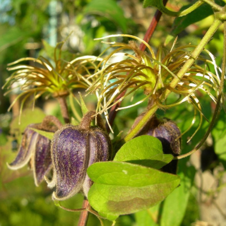 Клематис бурый (лат. Clematis fusca), семена