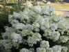 Гортензия метельчатая Бобо (лат. Hydrangea paniculata 'Bobo') С3, саженец