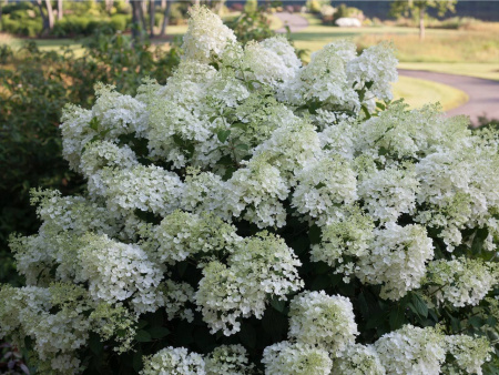 Гортензия метельчатая Бобо (лат. Hydrangea paniculata 'Bobo') С3, саженец