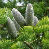 Пихта цельнолистная (лат. Abies holophylla) с черной шишкой, семена