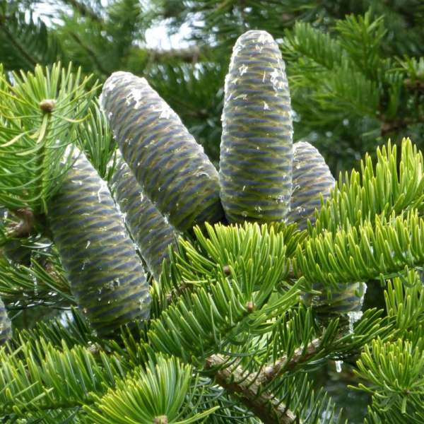 Пихта цельнолистная (лат. Abies holophylla) с черной шишкой, семена