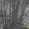 Ольха серая (лат. Alnus incana), семена