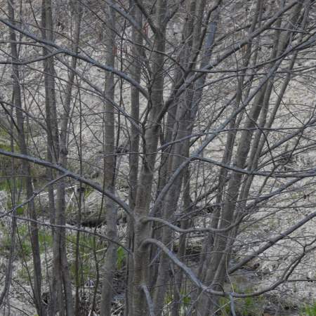 Ольха серая (лат. Alnus incana), семена
