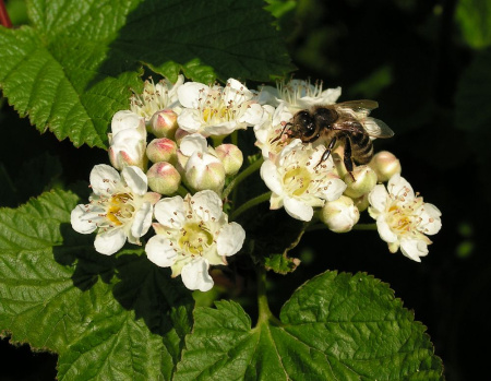 Пузыреплодник амурский (лат. Physocarpus amurensis), семена