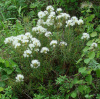 Рододендрон войлочный, или болотный (лат. Rhododendron tomentosum), семена 0,05 грамм