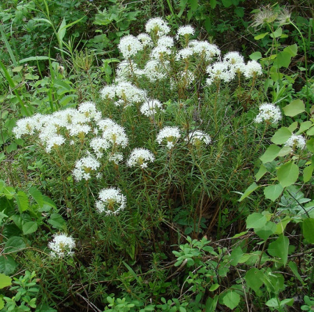 Рододендрон войлочный, или болотный (лат. Rhododendron tomentosum), семена 0,05 грамм
