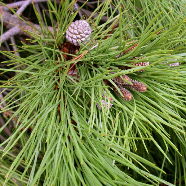 Сосна пиния, или Сосна итальянская (лат. Pinus pinea) 3 шт, семена