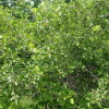 Боярышник крупноколючковый (лат. Crataegus macracantha), семена