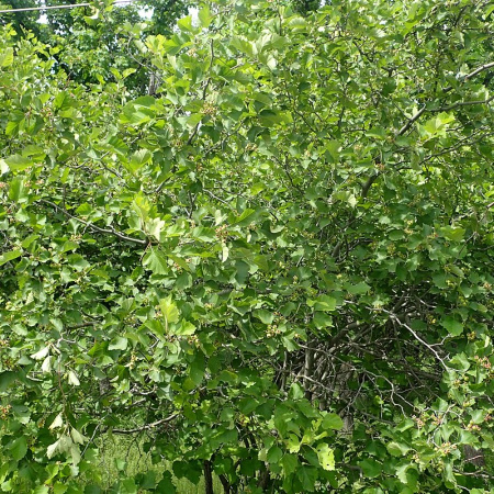 Боярышник крупноколючковый (лат. Crataegus macracantha), семена