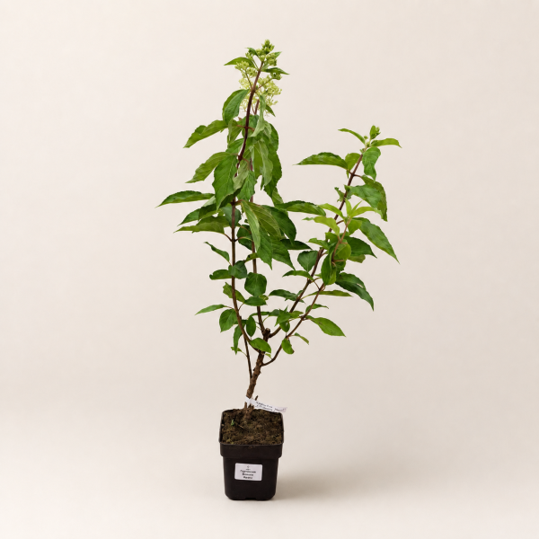 Гортензия метельчатая Ванилла Фрайз (лат. Hydrangea paniculata 'Vanille Fraise') С3, саженец