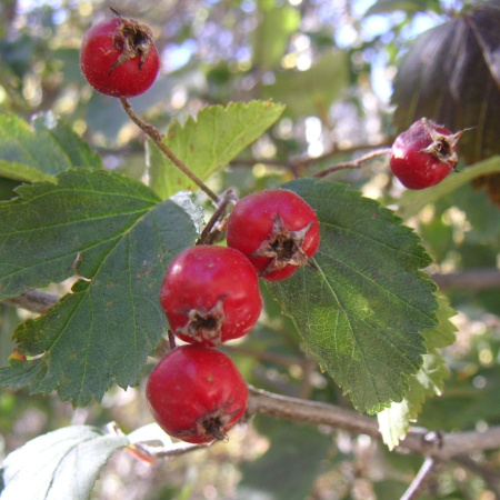 Боярышник крупноколючковый (лат. Crataegus macracantha), семена