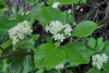 Рябина круглолистная (лат. Sorbus aria), семена