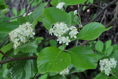 Рябина круглолистная (лат. Sorbus aria), семена