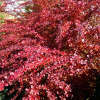 Барбарис тунберга Атропурпуреа (лат. Berberis thunbergii 'Atropurpurea'), семена