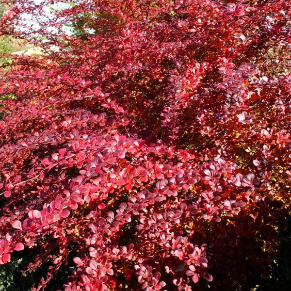 Барбарис тунберга Атропурпуреа (лат. Berberis thunbergii 'Atropurpurea'), семена