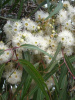 Эвкалипт лимонный (лат. Eucalyptus citriodora), саженец, 1 шт