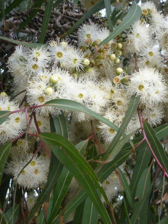 Эвкалипт лимонный (лат. Eucalyptus citriodora), саженец, 1 шт