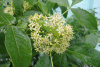 Птелея трехлистная (лат. Ptelea trifoliata), семена