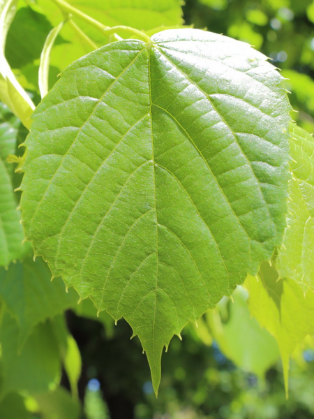 Липа американская (лат. Tilia americana), семена