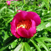 Пион уклоняющийся, или необычайный, или Марьин корень (лат. Paeonia anomala), семена