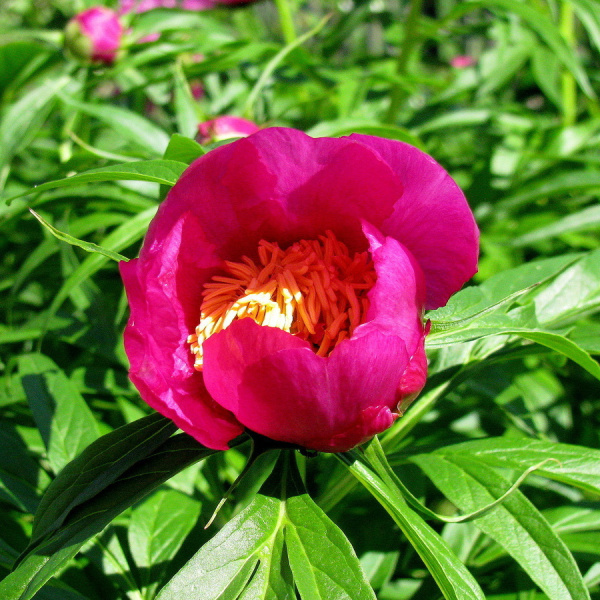 Пион уклоняющийся, или необычайный, или Марьин корень (лат. Paeonia anomala), семена