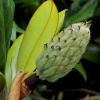 Магнолия крупноцветковая  (лат. Magnolia grandiflora), семена